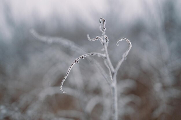 Gambi coperti di gelo di piante essiccate nel prato invernale con sfondo sfocato. Concetto di inverno di Natale o Capodanno.