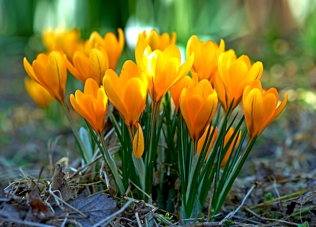 Gambi di croco a bassa crescita crescono sotterranei fiori gialli arancioni o viola che simboleggiano la rinascita, il cambiamento, la gioia e la devozione romantica Bellissimi fiori d'arancio selvatico che crescono nella foresta o nei boschi