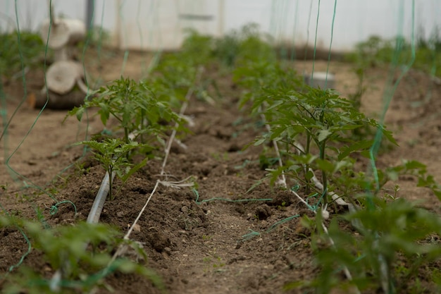 Gambi di pomodoro nella serra