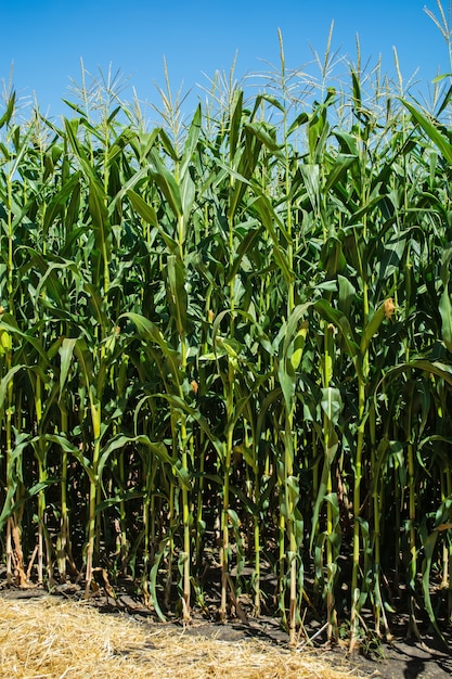 Gambi verdi e teste di mais insilato nel campo