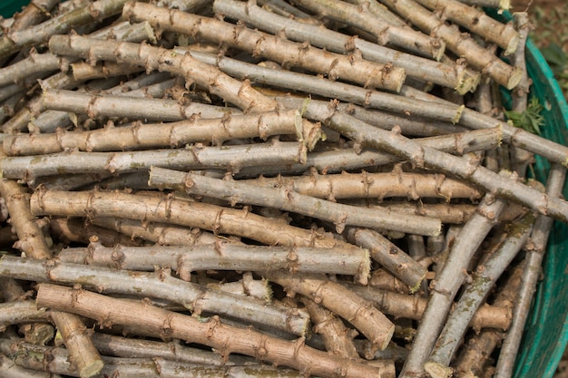 gambo Cassava preparato per l&#39;impianto