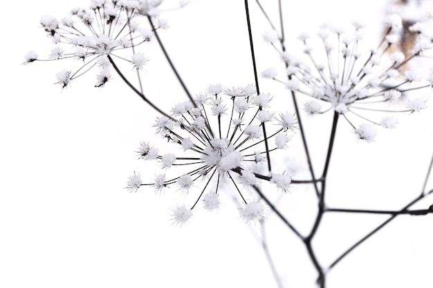 Gambo di achillea sotto la neve