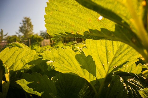 Gambo e foglie di fragola alzato in azienda Colture alimentari naturali fresche verdi Concetto di giardinaggio Piante agricole che crescono in aiuole