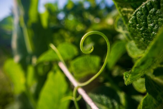 Gambo e foglie di pisello alzato nella fattoria Colture alimentari naturali fresche verdi Concetto di giardinaggio Piante agricole che crescono in aiuole