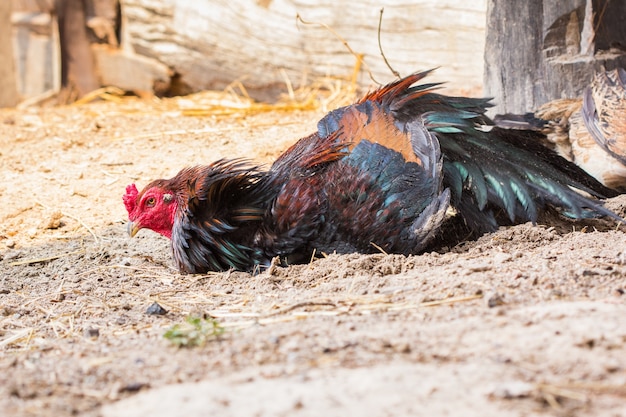 Gamecock della Tailandia