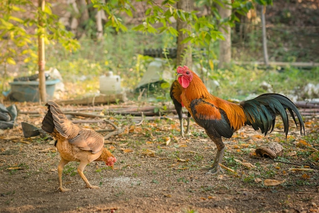 gamecock o combattimento gallo in Tailandia