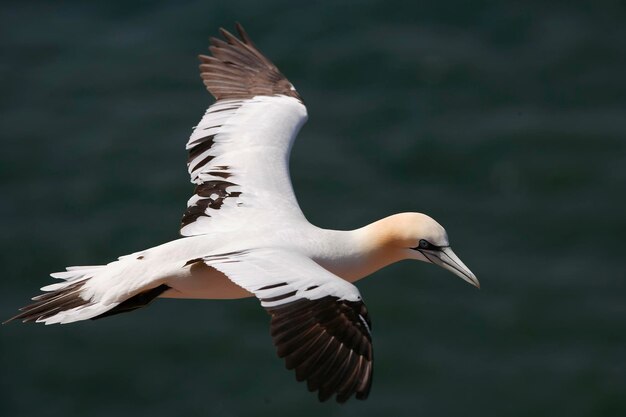 Gannet settentrionale Sula bassana in volo