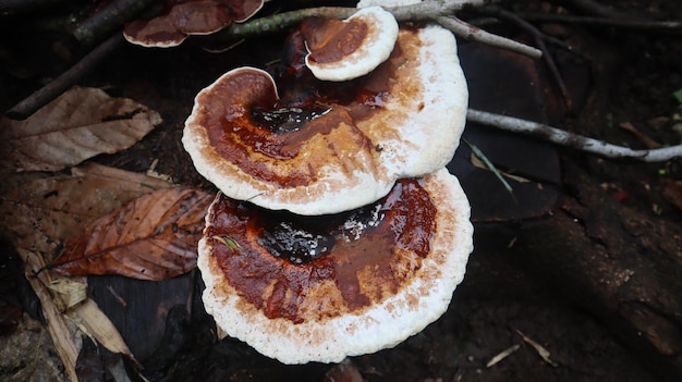 Ganoderma fungo che prospera sugli alberi stagionati nella stagione delle piogge