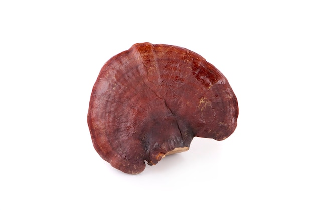 Ganoderma Lucidum Mushroom isolato su superficie bianca