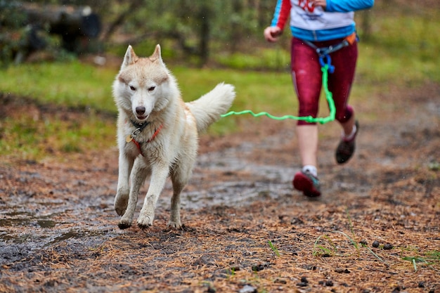 Gara di mushing del cane Canicross