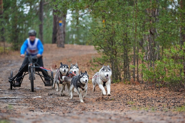 Gara di mushing del cane da carrello