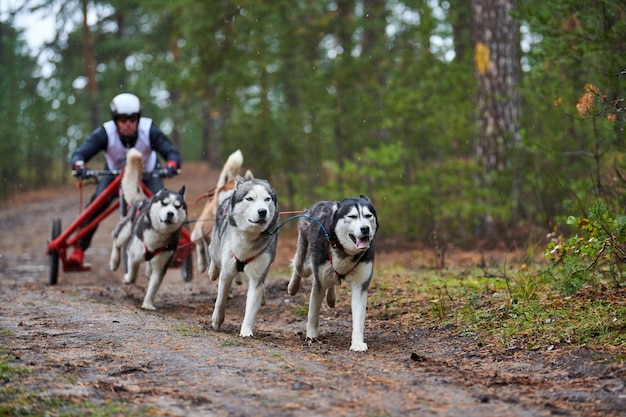 Gara di mushing del cane da carrello