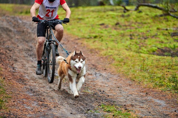 Gara di mushing del cane di Bikejoring