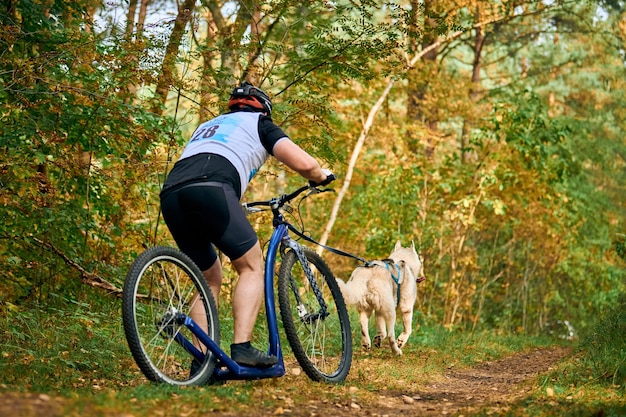 Gara di scooter per cani, gara di mushing di cani da slitta, forte cane da slitta Husky siberiano che tira scooter di montagna con musher, competizione autunnale all'aperto, corsa di cani da slitta