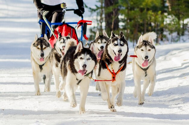 Gara di slitte trainate da cani