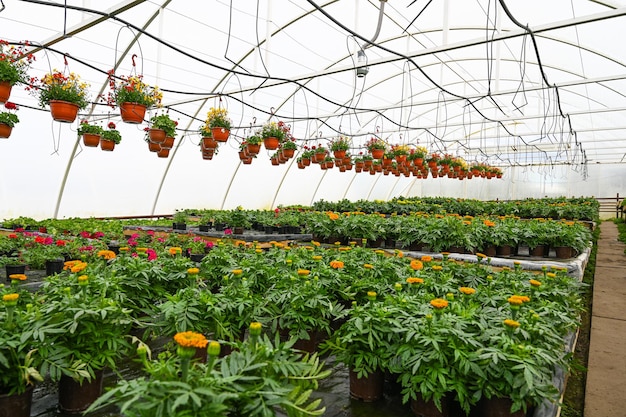 Garden center che vende piante in serra Piante in vasi marroni appesi All'interno di una piccola serra