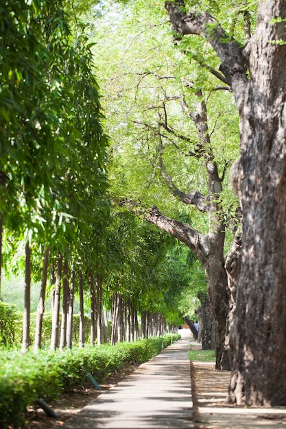 Garden Walkway