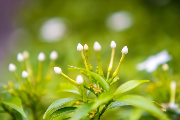 Gardenia Cape Jasmine Gardenia jasminoides