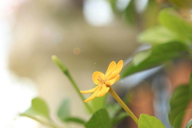 Gardenia sootepensis fiore giallo in giardino