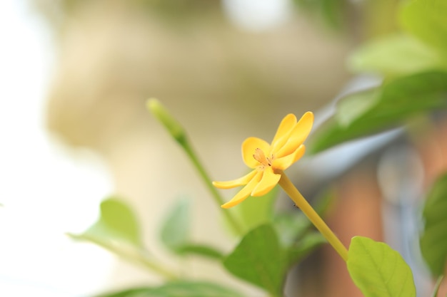 Gardenia sootepensis fiore giallo in giardino