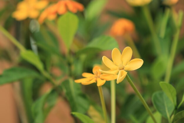 Gardenia sootepensis fiore giallo in giardino