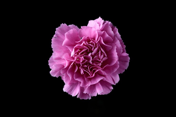 Garofano isolato sul nero