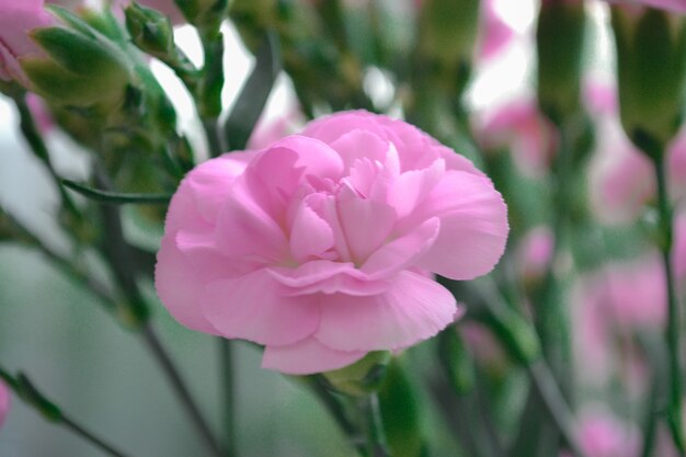 Garofano rosa cespuglio bellissimo bouquet luminoso