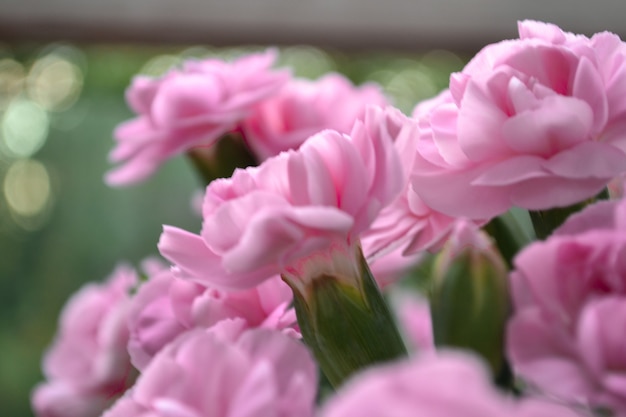 Garofano rosa cespuglio bellissimo bouquet luminoso