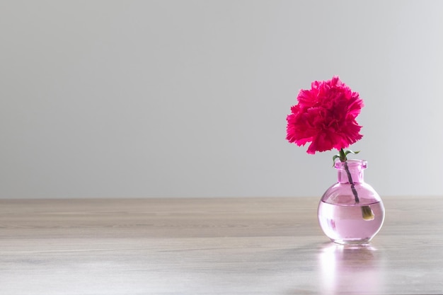 garofano rosa in vaso di vetro su sfondo bianco