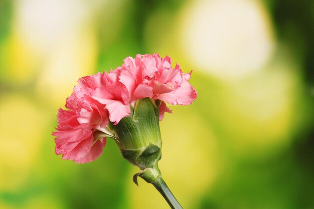 Garofano rosa su verde