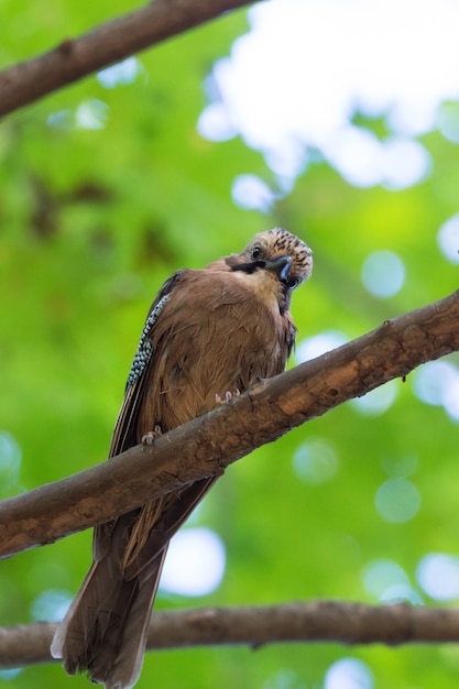 Garrulus glandarius su un ramo