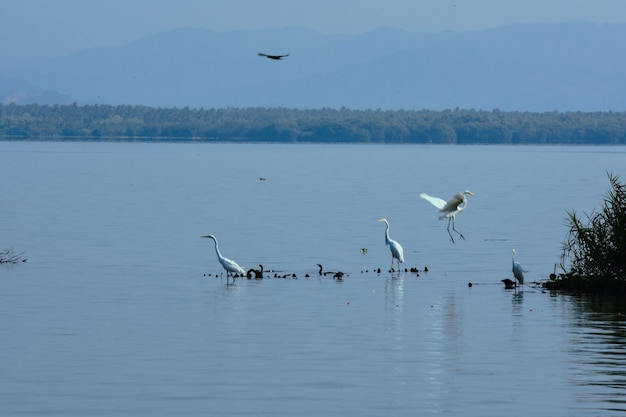 garzas de messico