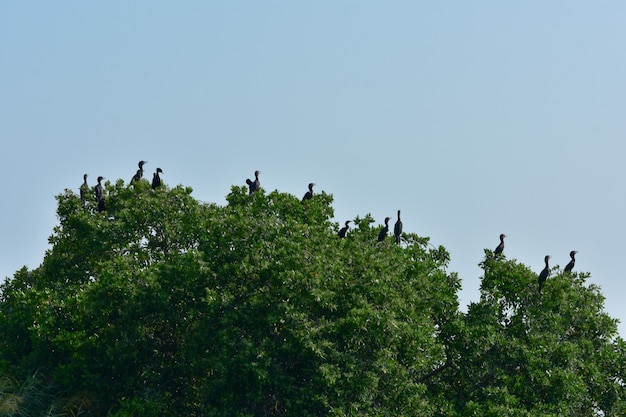 garzas de messico