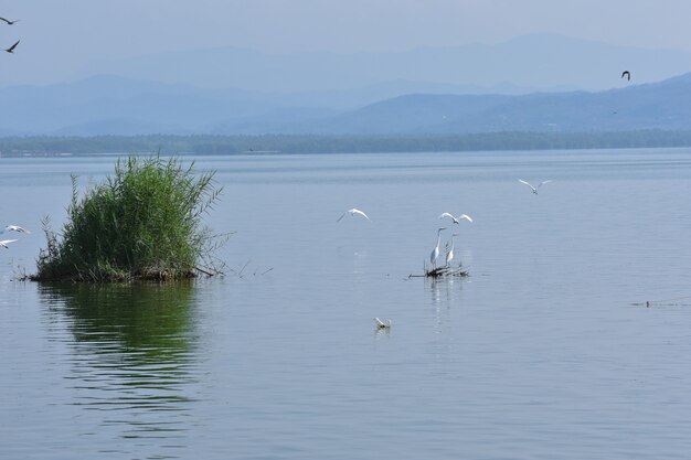 garzas en laguna