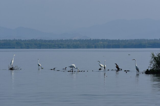 garzas en laguna