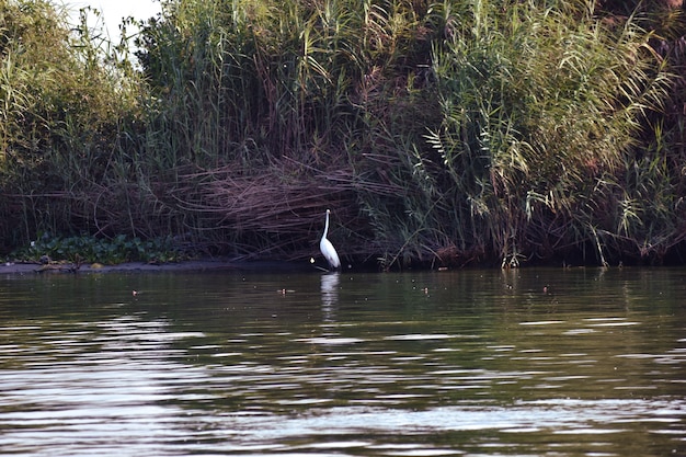 garzas en laguna