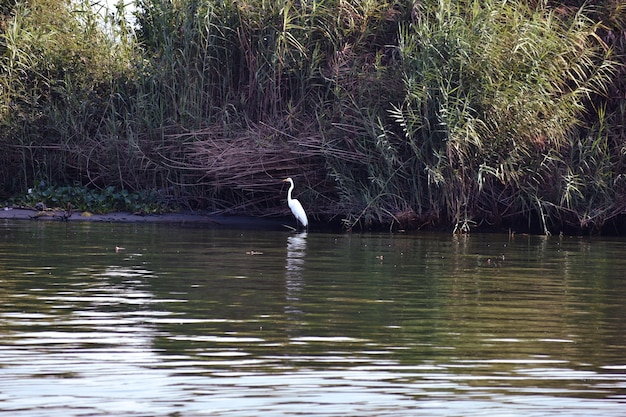 garzas en laguna