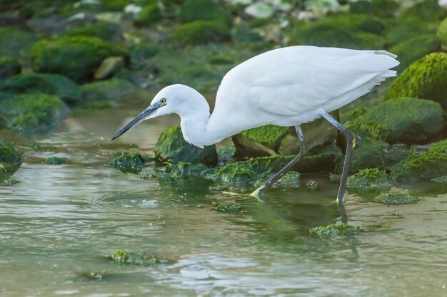 Garzetta alla ricerca di cibo in un fiume nella città di Vila Joiosa, Spagna.