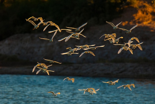 Garzetta in volo La pampa provincia, Patagonia, Argentina