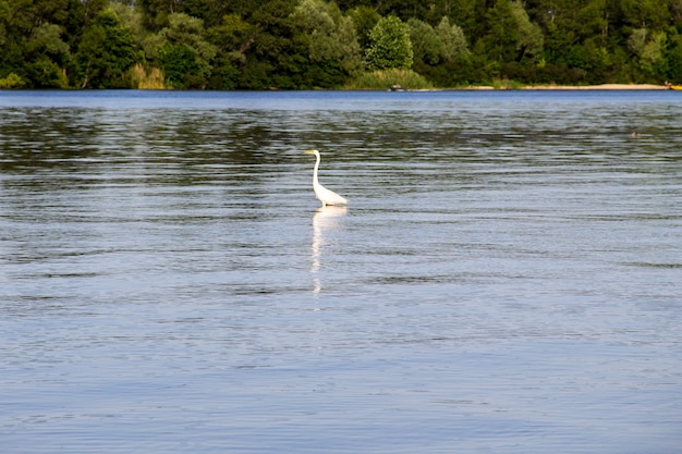 Garzetta o airone bianco (Egretta garzetta) sul fiume Dnieper