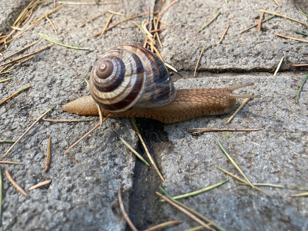 gasteropodi lumaca d'uva striata Helix pomatia