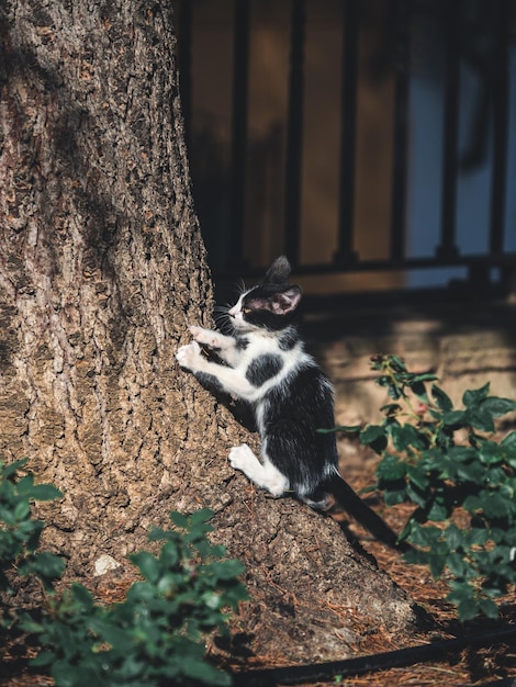 Gato callejero en les calles de Ronda, Malaga