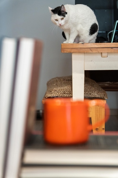 gato sobre mesa con taza y libro en primer plano