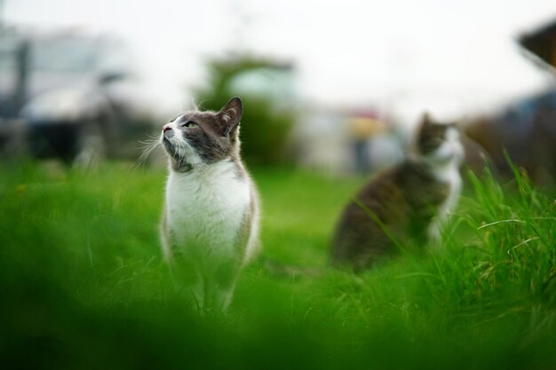 Gatti adorabili che giocano insieme nel campo erboso verde al tramonto