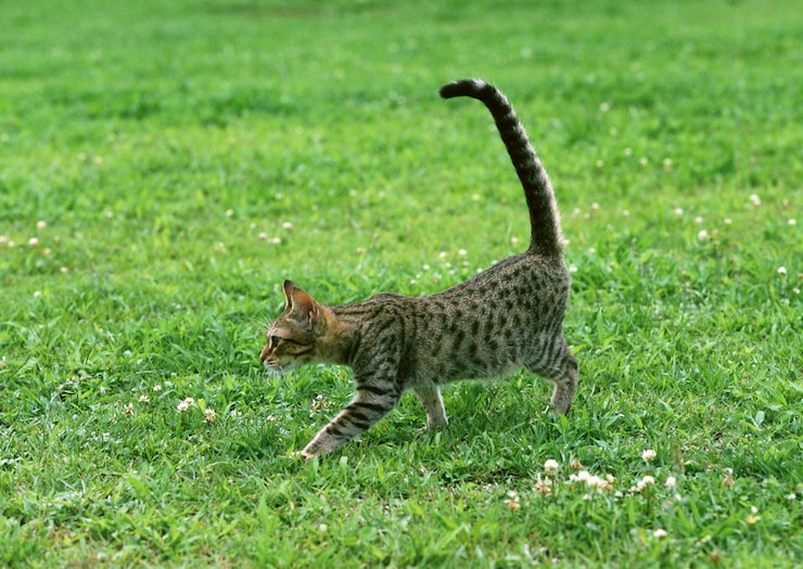 Foto gatti adorabili