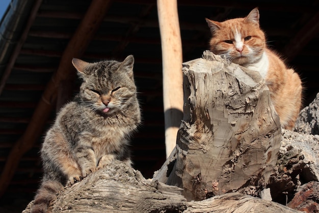 Gatti carini in piedi sull'albero