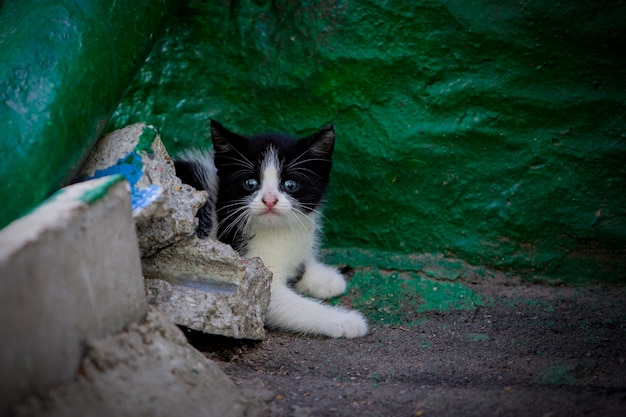 Gatti che camminano da soli