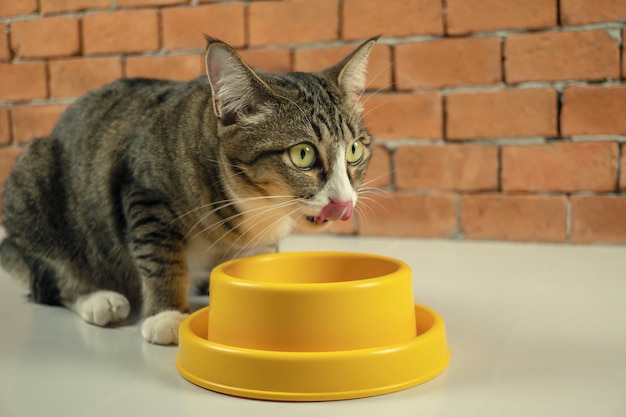 Gatti che mangiano cibo al mattino