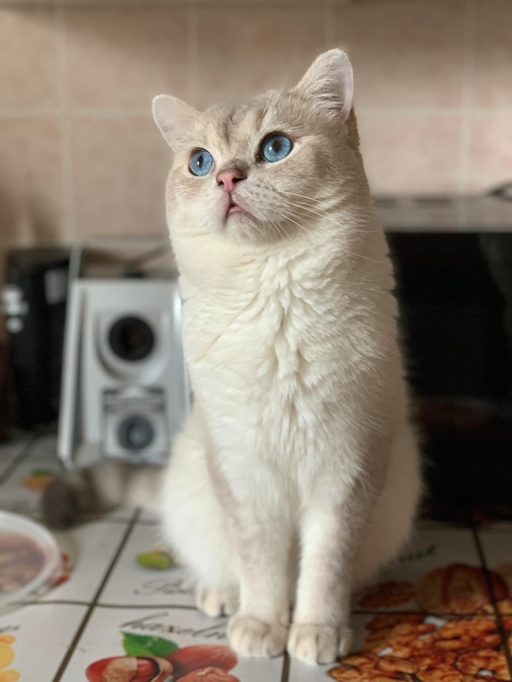 Foto gatti di piccole e medie dimensioni a tambov