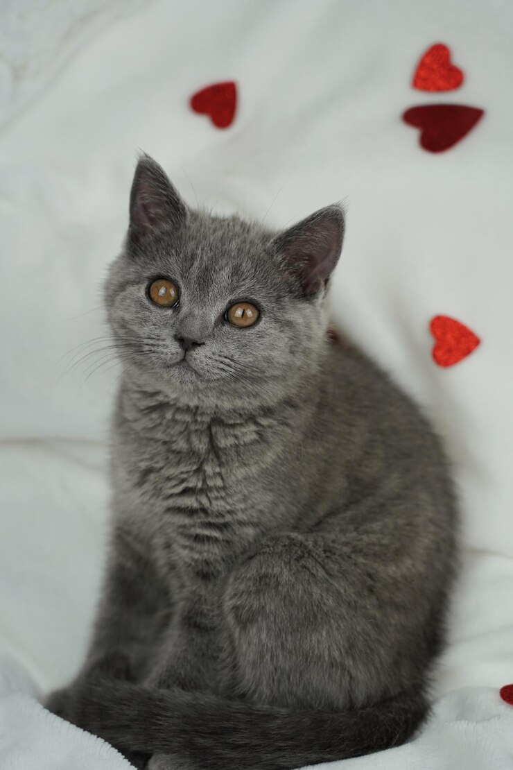 Foto gatti di piccole e medie dimensioni